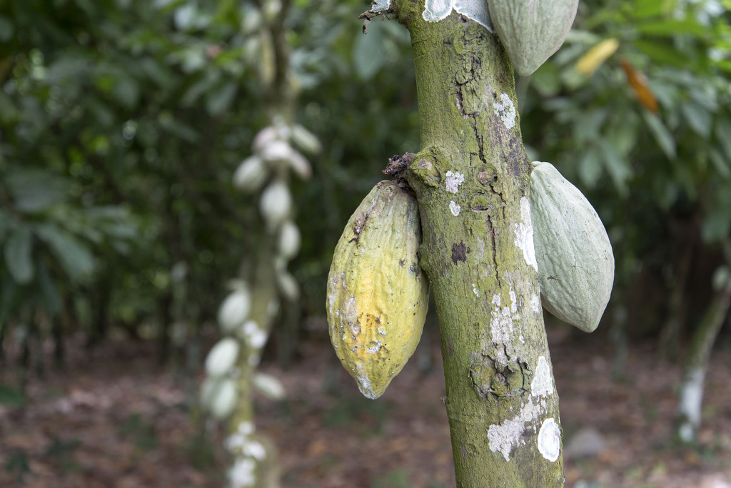 » Das Cocoa Research Institute of Ghana (CRIG) Herby's FotoGeschichten
